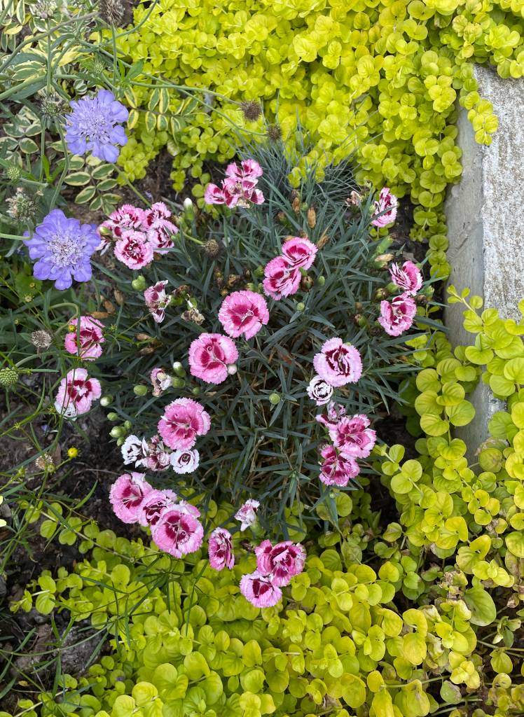 Plant name: Raspberry Surprise Dianthus Dianthus   